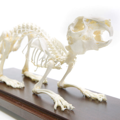 Animal Skeletons