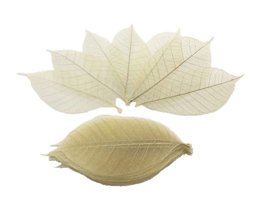 Rubber & Ficus Leaf (Pack of 10)