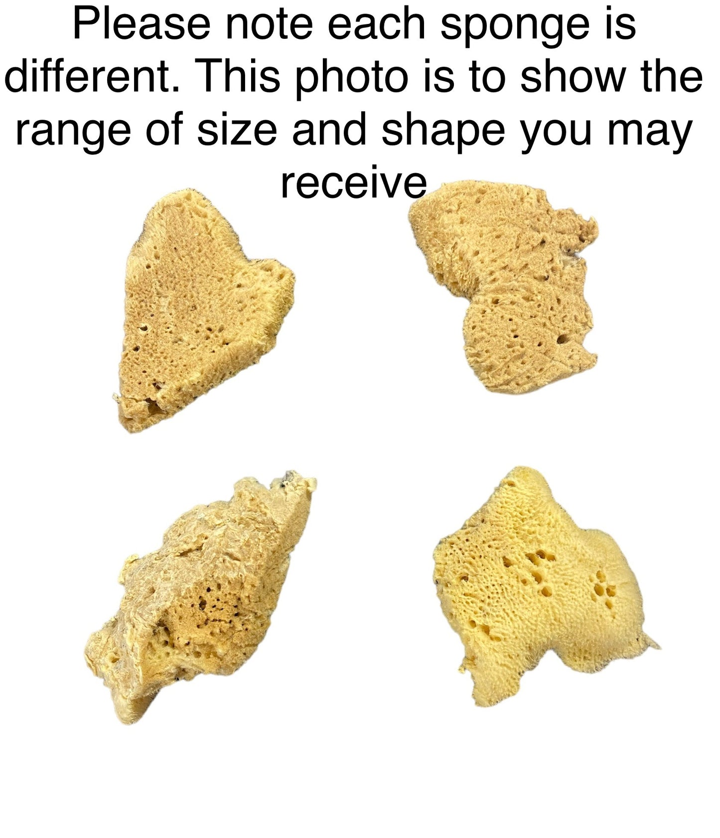 Single Natural Sponge – The Compleat Sculptor, Inc