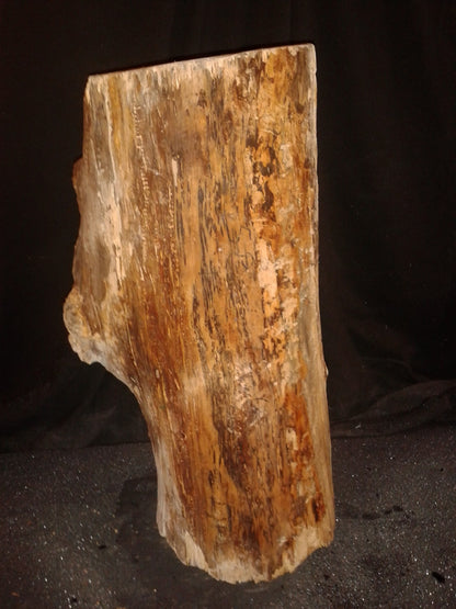 Spalted Maple Log 8"Dx20"H 26lbs #15353