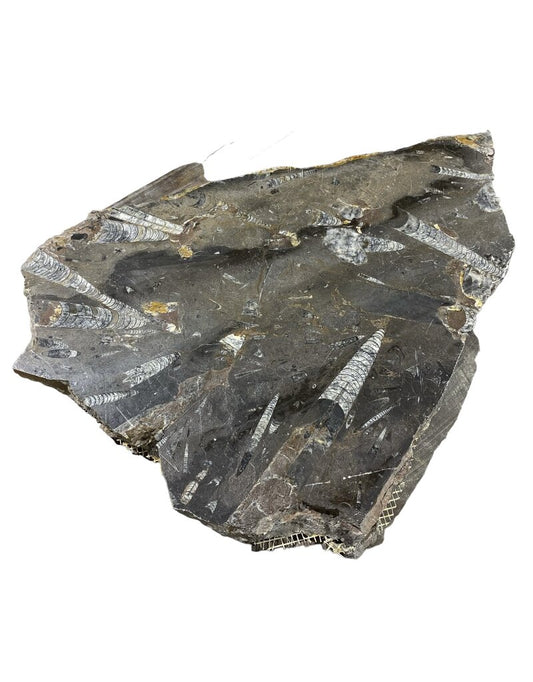 Piedra fósil por libra